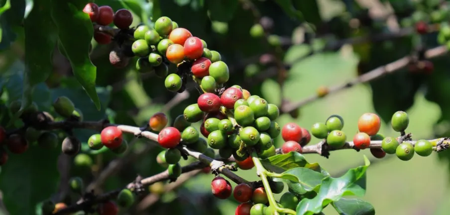 Estado do Rio: por que ter café especial?