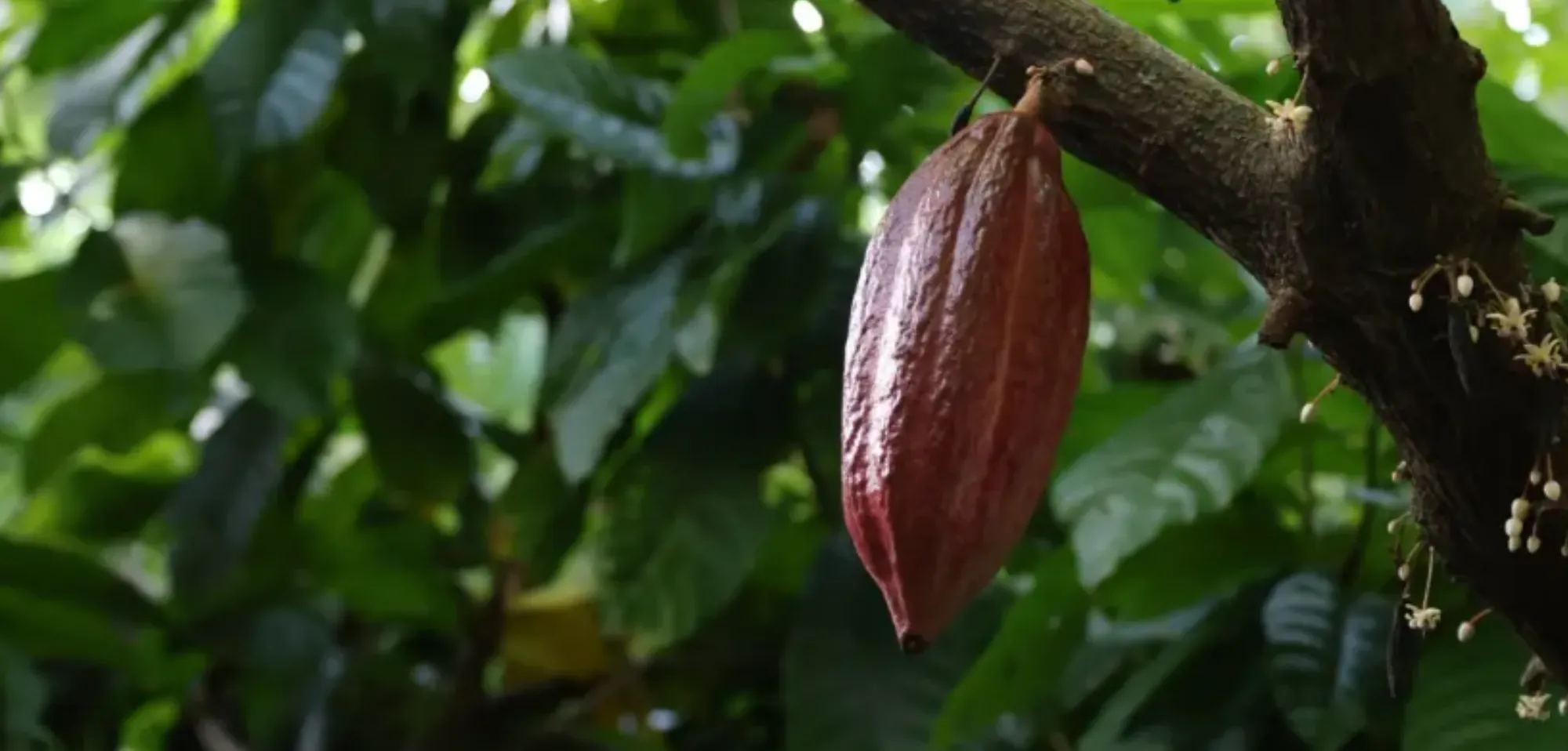 Estado do Rio: o cacau espetacular do Sítio Cerejeiras