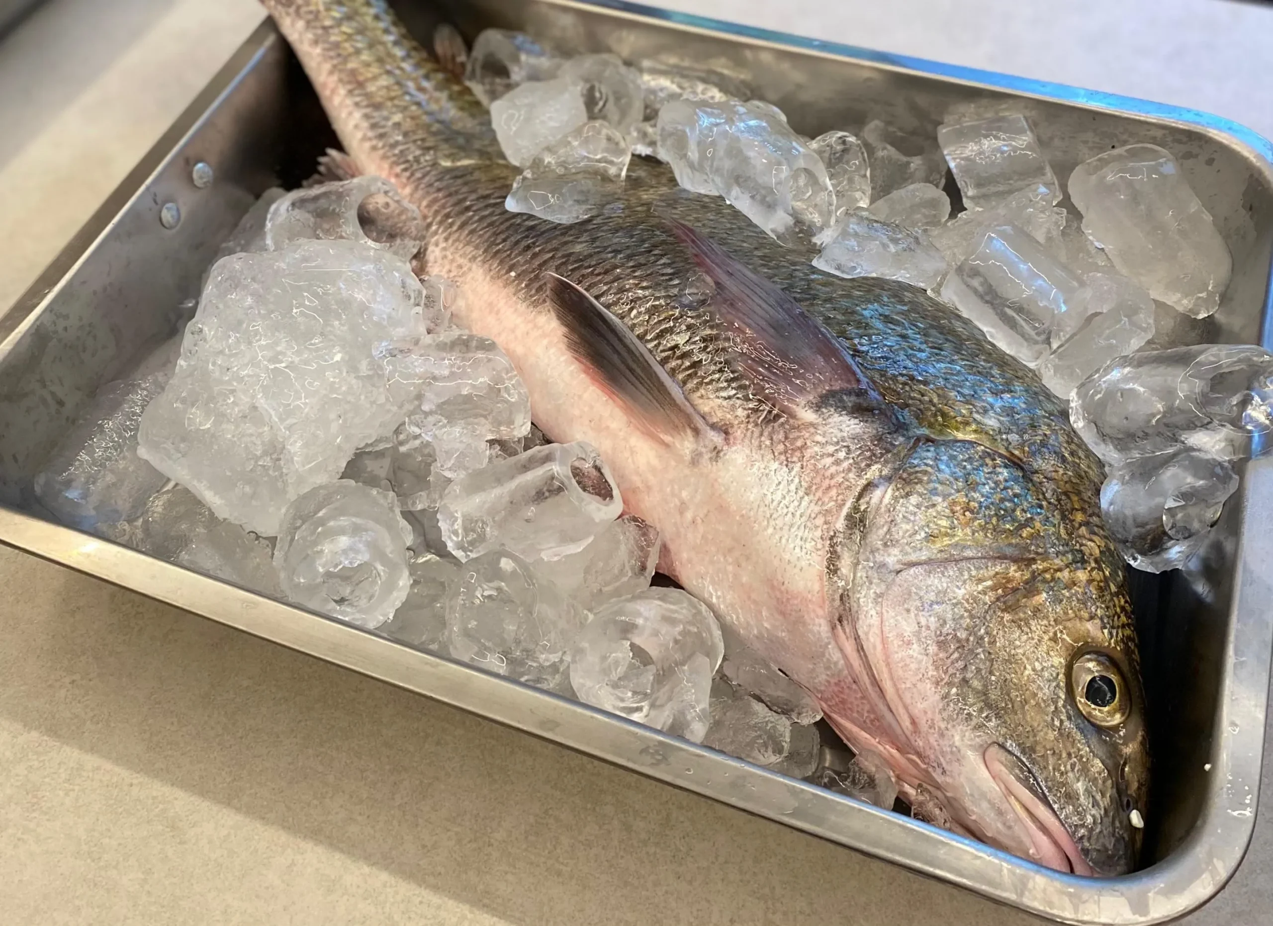Rio de Janeiro: perumbeba, piraúna, corvina da boca torta