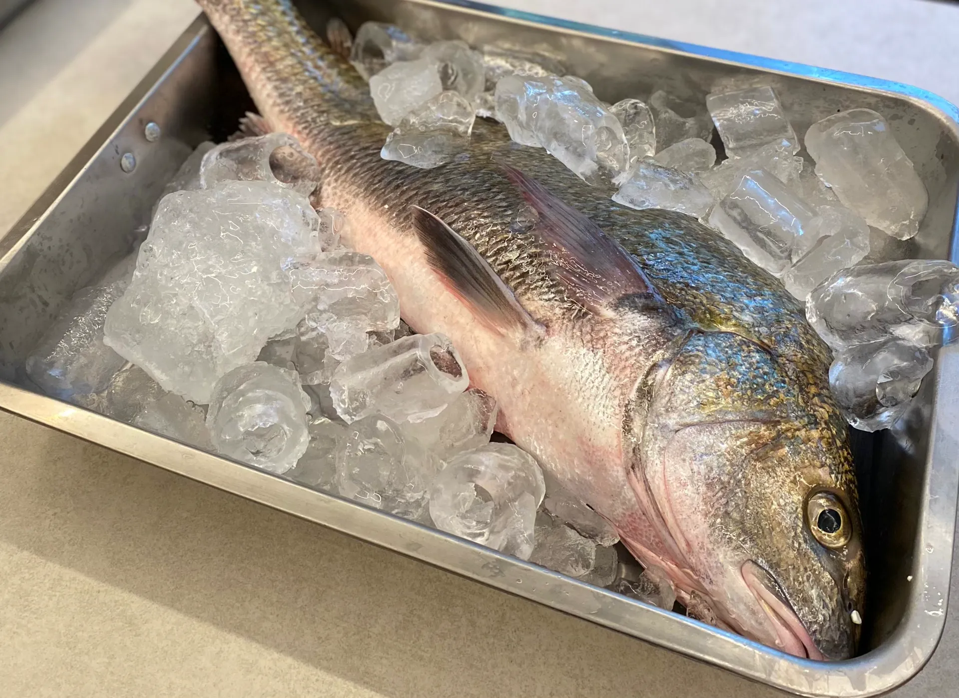 Rio de Janeiro: perumbeba, piraúna, corvina da boca torta